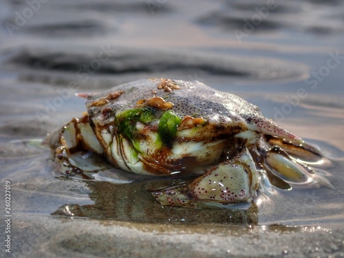 A tiny crab stranded on the sea shore during the low tide.