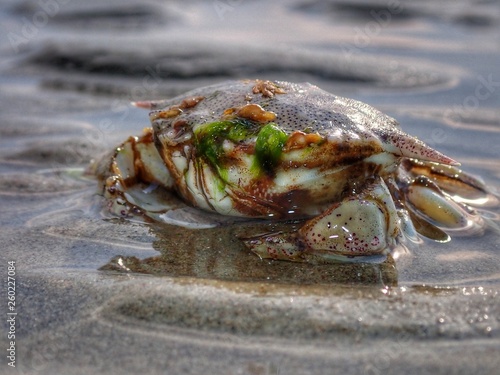 A tiny crab stranded on the sea shore during the low tide.