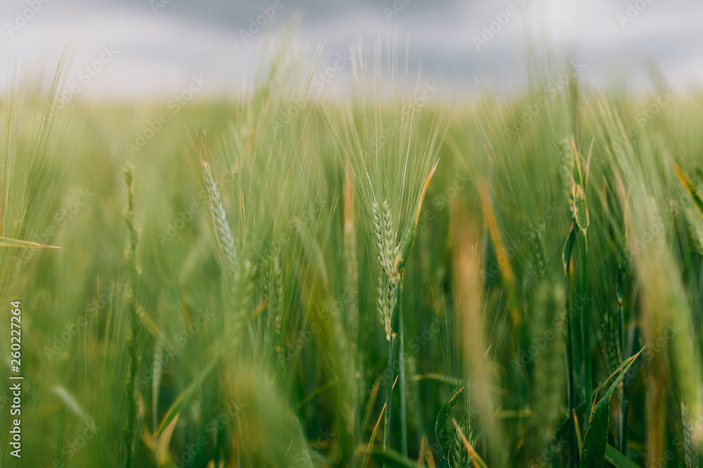 Fototapeta premium Wheat Field