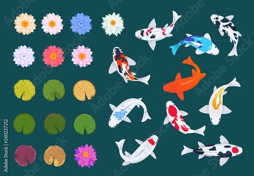 Koi fish and lotus. Japanese carp, flowers and leaves of water lilies. China asian traditional vector set. Illustration of colored carp fish and flower