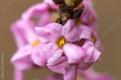 Fotografie, Obraz Blooming daphne mezereum