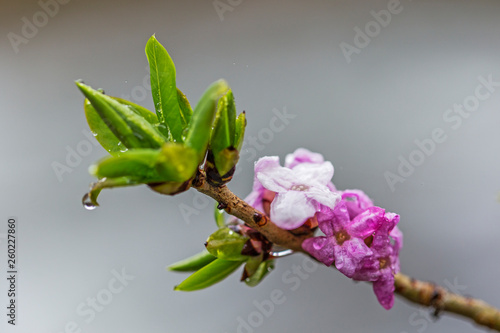 Blooming daphne mezereum . Beautiful mezereon blossoms in spring. Branch with flowers of mezereum, mezereon, February daphne, spurge laurel or spurge olive (Daphne mezereum).  photo