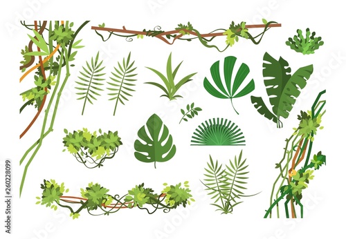 Jungle vine. Cartoon rainforest leaves and liana overgrown plants. Isolated vector set of exotic jungle plant, palm leaf and green branch illustration
