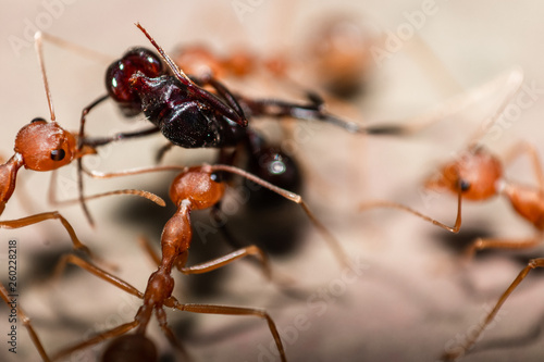 Red/Weaver ants tearing their prey apart, macro shot
