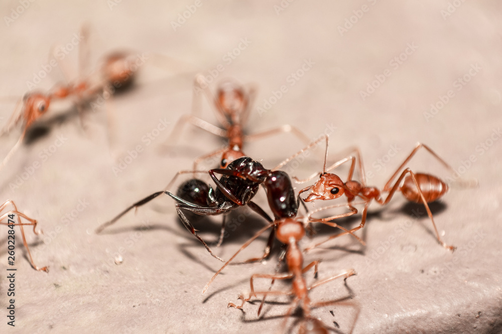 Red/Weaver ants tearing their prey apart, macro shot Red/Weaver ants tearing their prey apart, macro shot