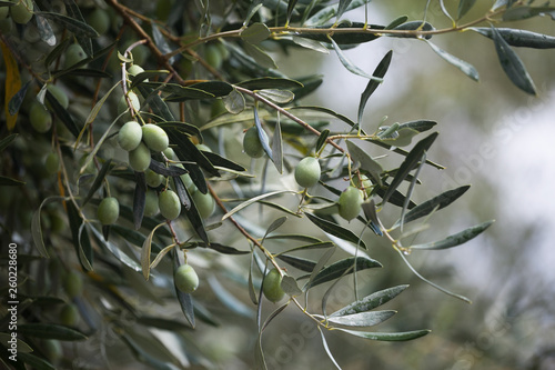 branch of a tree, olive