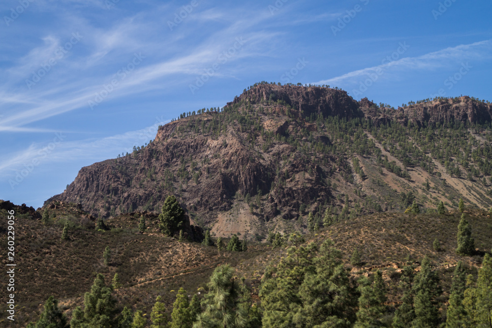 Naklejka premium Mountain ridge with spruce trees
