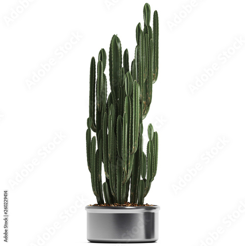 cactus in pot 