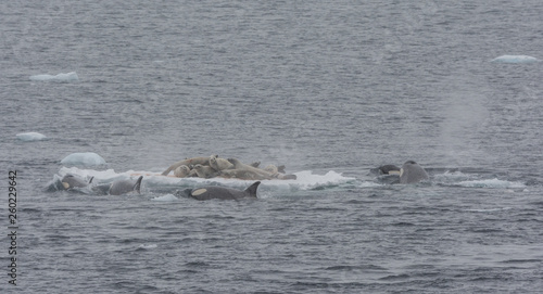 Obraz na plátně Pod of Orca hunting for Crabeater Seals on an ice floe, Antarctic Peninsula