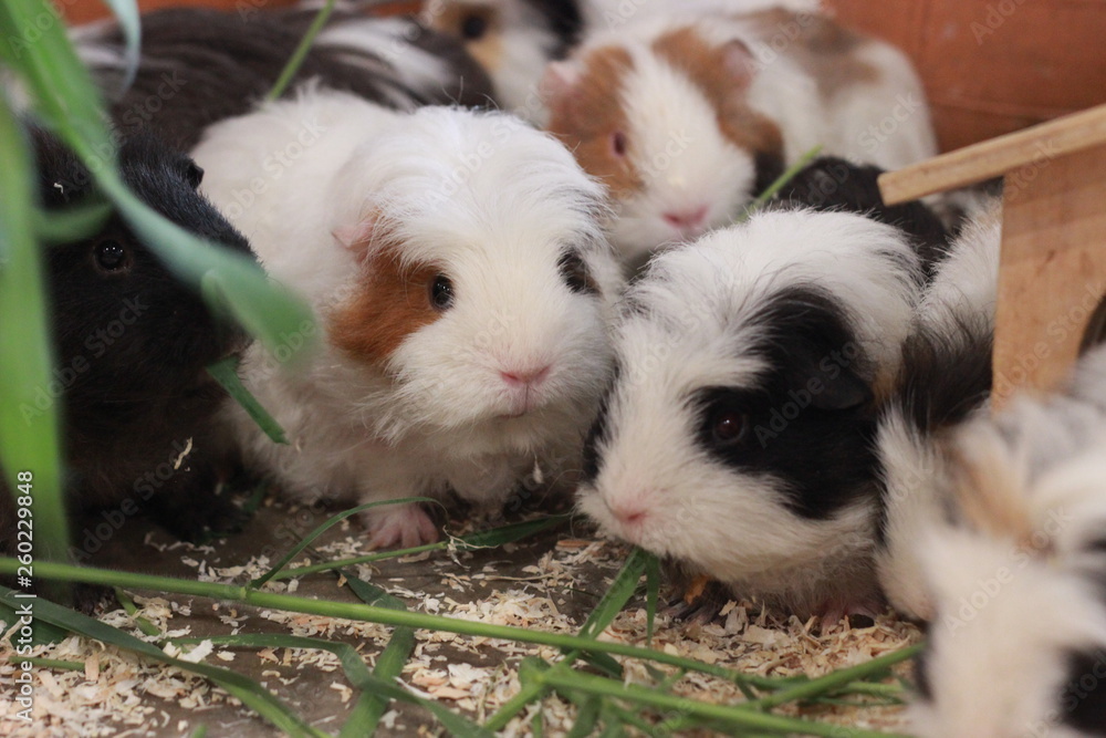 group of cute, hairy, hungry, multi-colored Guinea pigs eating their grass all together in their pen/cage at a pet cafe in Southeast Asia group of cute, hairy, hungry, multi-colored Guinea pigs eating their grass all together in their pen/cage at a pet cafe in Southeast Asia