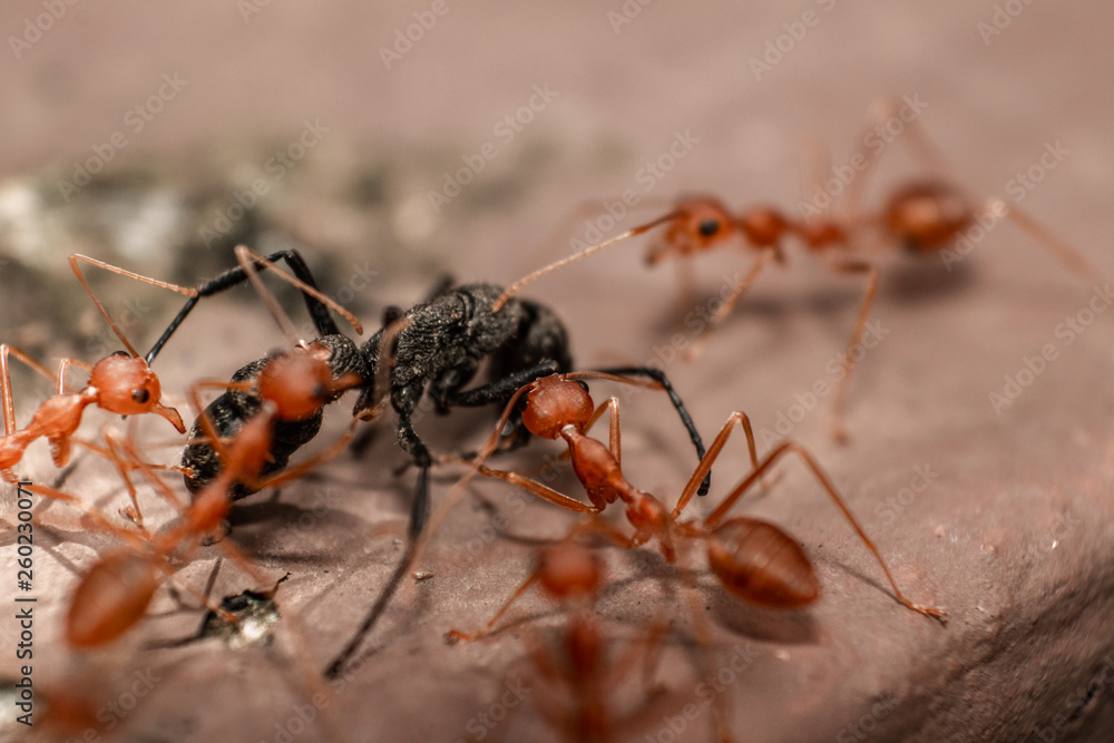 Red/Weaver ants tearing their prey apart, macro shot Red/Weaver ants tearing their prey apart, macro shot