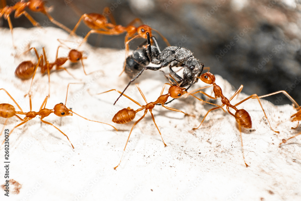 Red/Weaver ants tearing their prey apart, macro shot