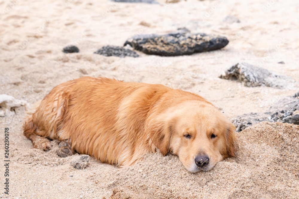 big wet dog resting on the beach