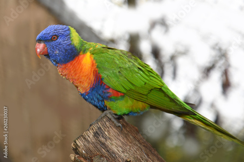 bird of all colors