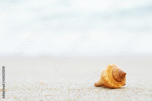 beautiful sea shell on sand with wave of on the beach over seascape in the under sunset sun light.