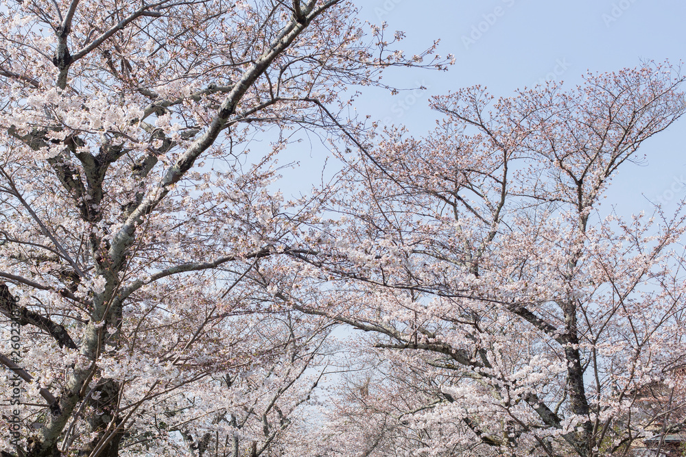 Cherry Blossom Trees along of Philosophe's path in Kyoto for backgrounds Cherry Blossom Trees along of Philosophe's path in Kyoto for backgrounds