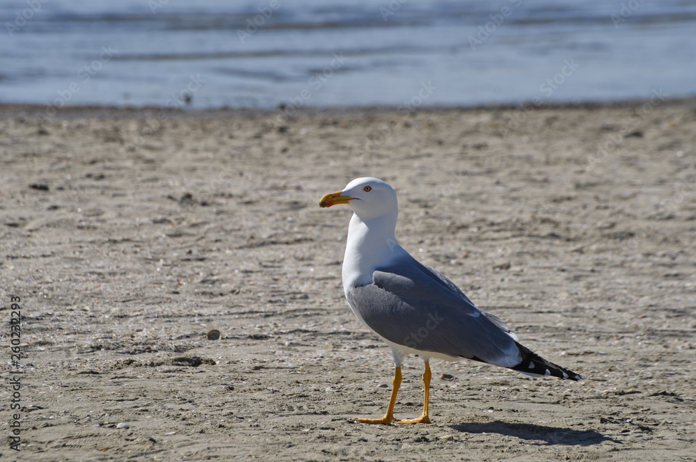 Naklejka premium seagull on the beach