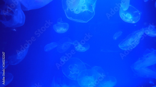 Beautiful jellyfish moving through the water neon lights © Андрей Трубицын