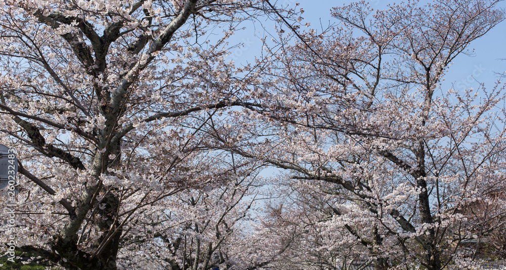 Cherry Blossom Trees along of Philosophe's path in Kyoto for backgrounds Cherry Blossom Trees along of Philosophe's path in Kyoto for backgrounds