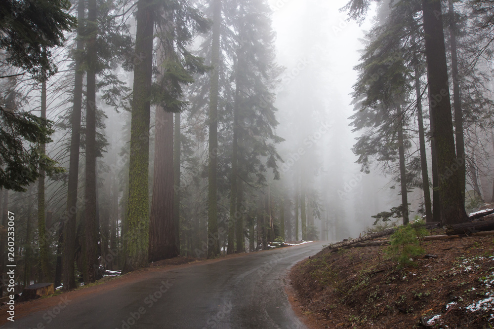 Fototapeta premium Road in the fogge Giant Forest. Sequoia National Park.
