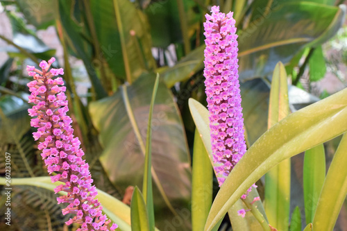 Flower of Arpophyllum spicatum photo