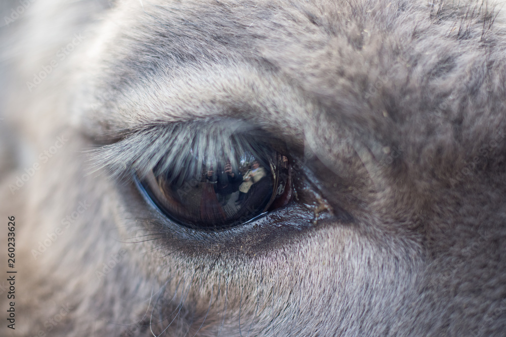 Llama eye close up