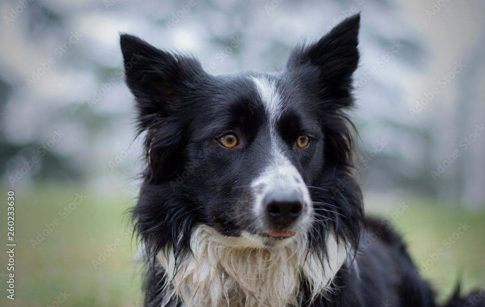 A dirty and wet border collie puppy posing happy in the countryside