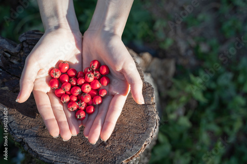 Fototapeta Woman hands holding hawthorn berry heart shape on a wood forest background