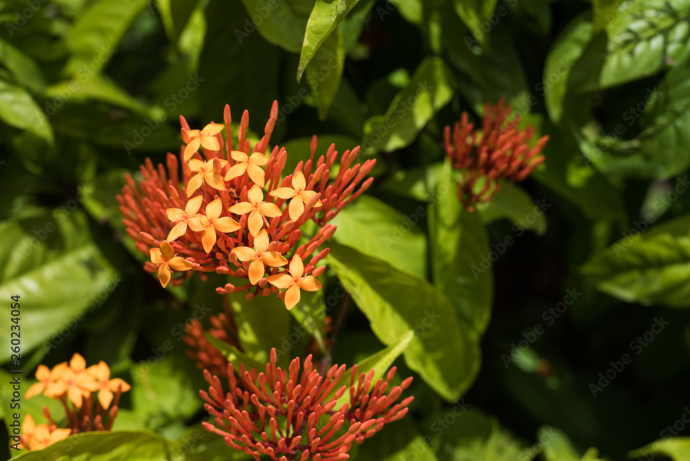 Orange exotic flower in tropical jungle