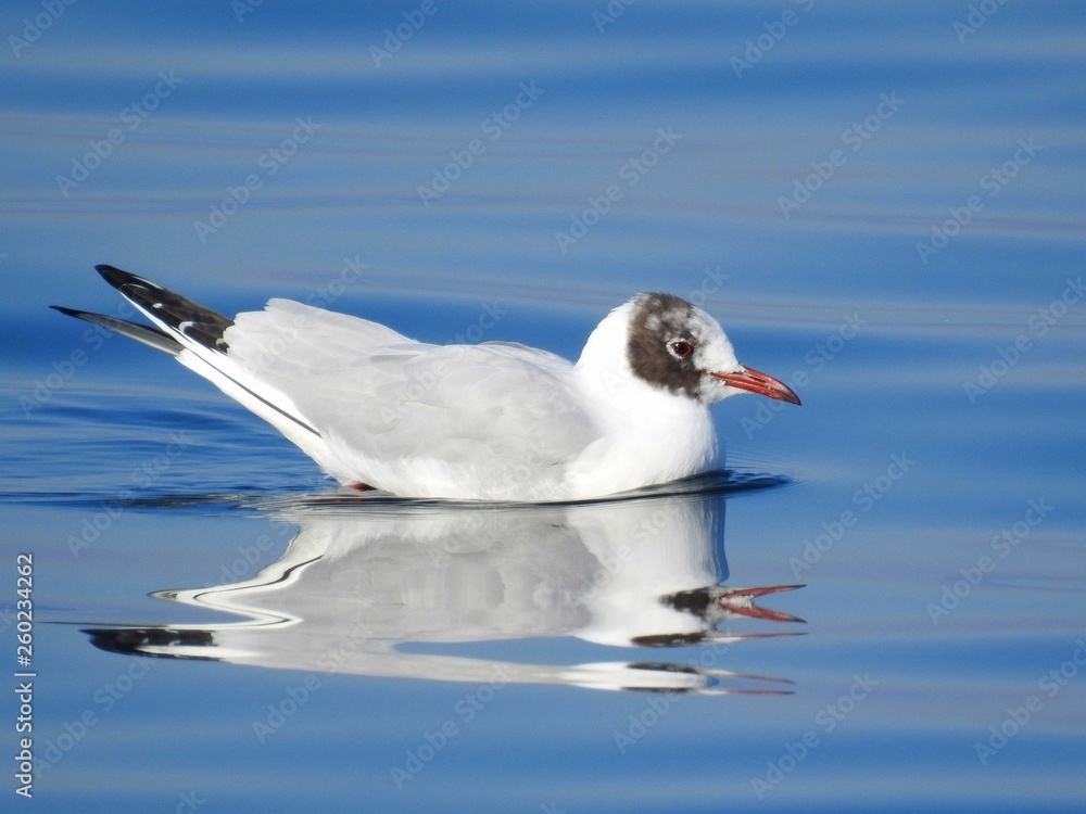 Obraz premium Gabbiano riflessi