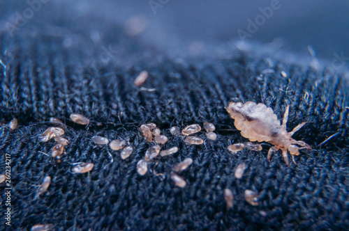 Macro of male and female chewing louse