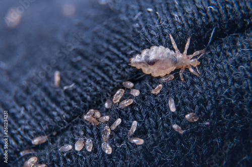 Foto Macro of male and female chewing louse