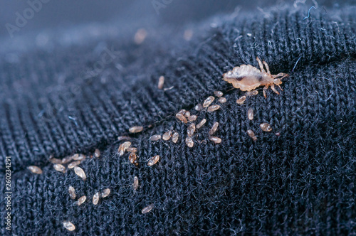 Schilderij op canvas Macro of male and female chewing louse