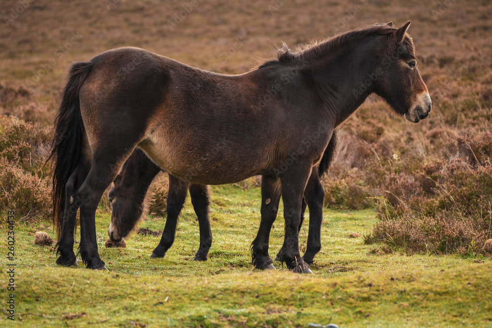 Wild Exmoor Ponies, seen on Porlock Hill in Somerset, England, UK Wild Exmoor Ponies, seen on Porlock Hill in Somerset, England, UK