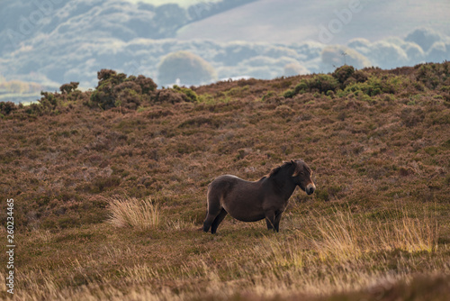 An Exmoor Pony  seen on Porlock Hill in Somerset  England  UK