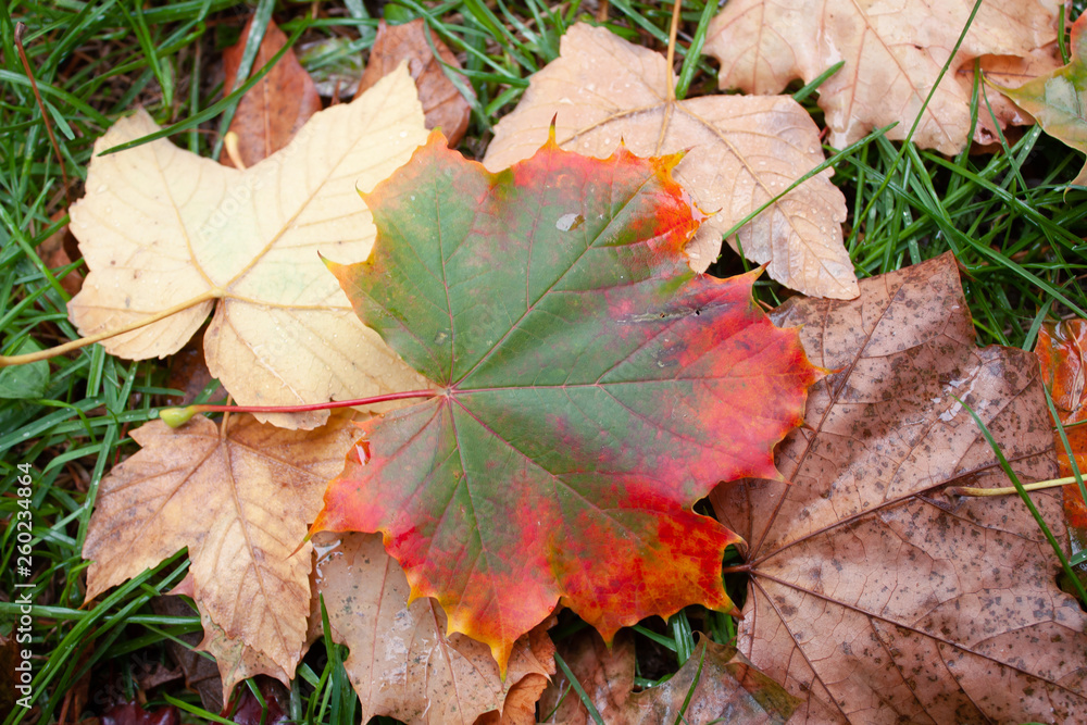 Beauty leaf in the garden
