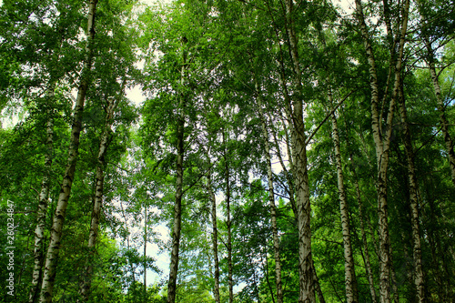 Birch Grove Close Up. Cropped Shot Of A Forest. Abstract Nature Background. Birch Trees Background.