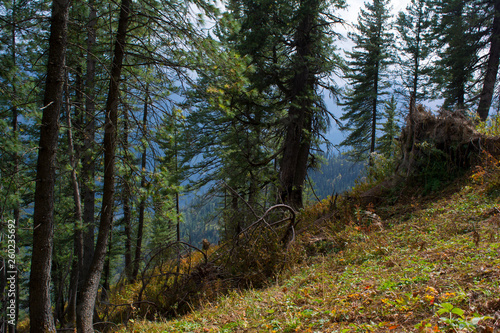 forest scene