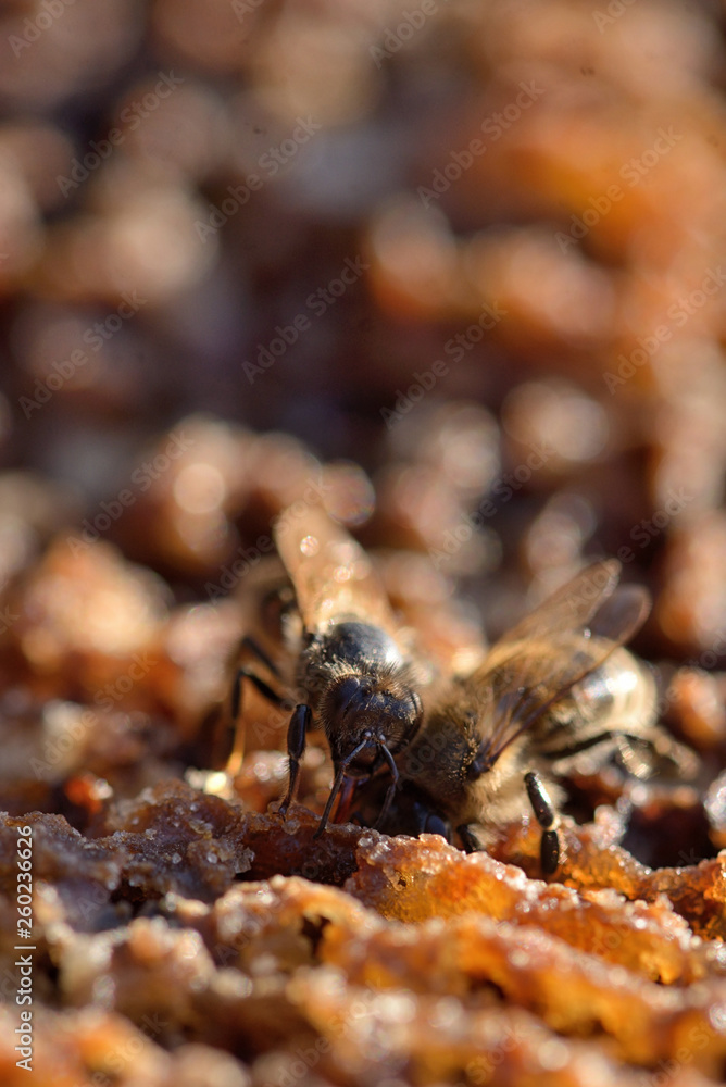 Bees in a beehive on honeycomb Bees in a beehive on honeycomb