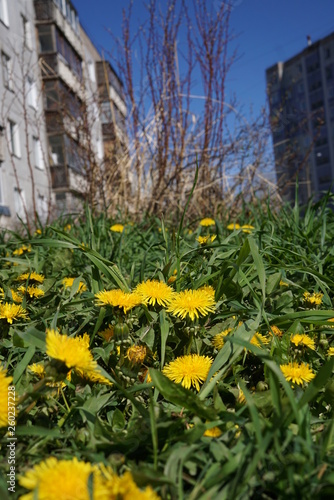 Glade of dandelions.