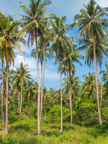 Coconut palm trees against blue sky. Palm trees plantation