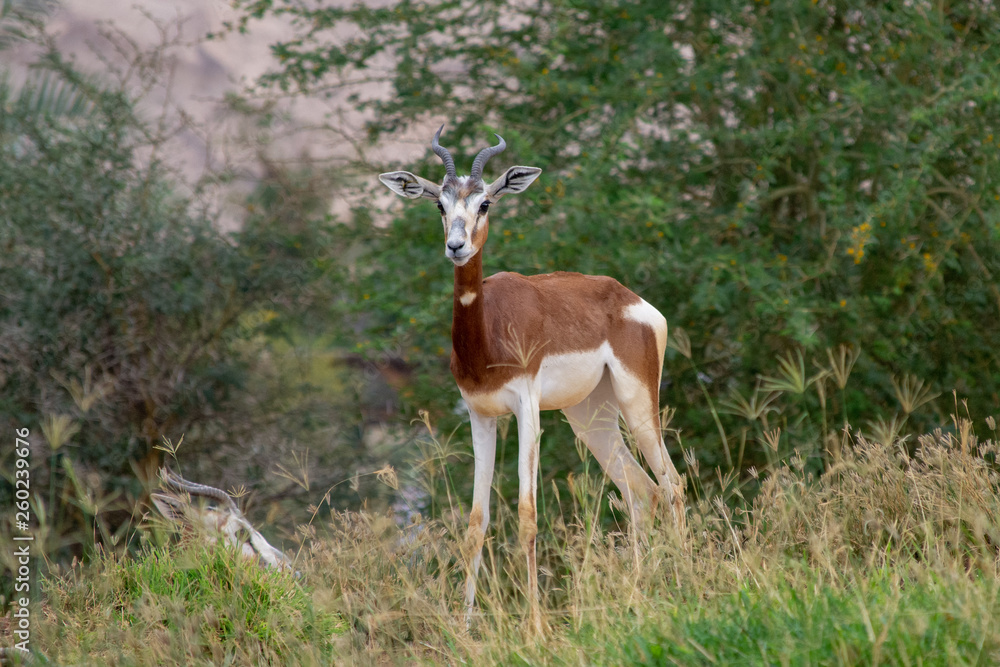 Dama or Mhorr Gazelle at the Al Ain Zoo (Nanger dama mhorr) Dama or Mhorr Gazelle at the Al Ain Zoo (Nanger dama mhorr)