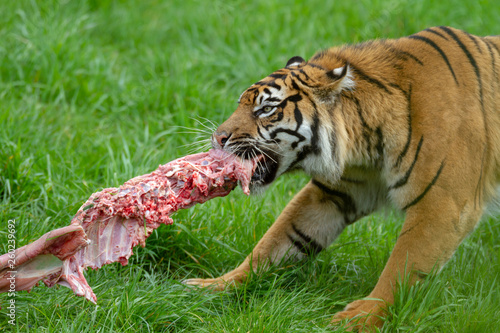 Amur Tiger Eating 