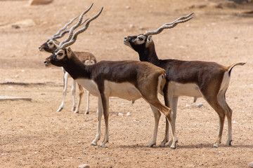 Wandcirkels Antilope Blackbucks op woestijnpad in India  © KingmaPhotos