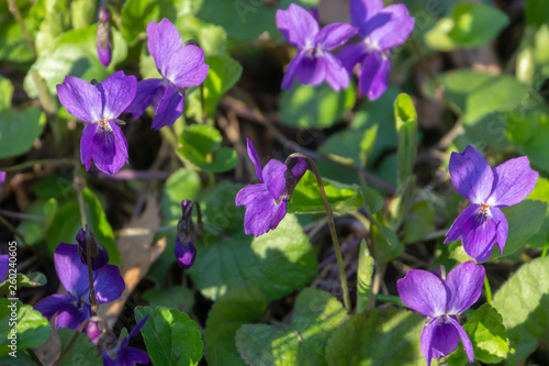Close-up of beautiful bright violet-blue wild violet or forest viola. Selective focus. Nature concept for spring design