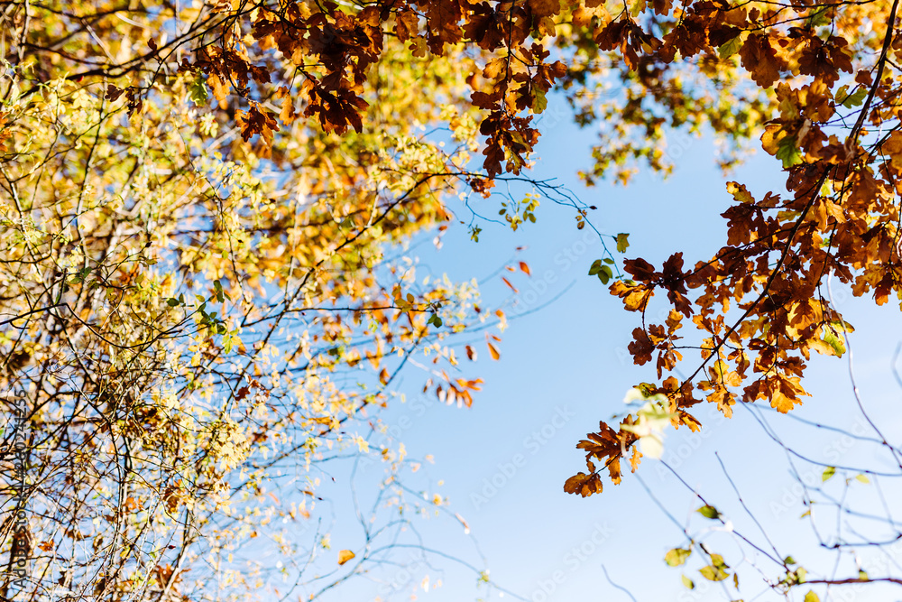 herbstbaum