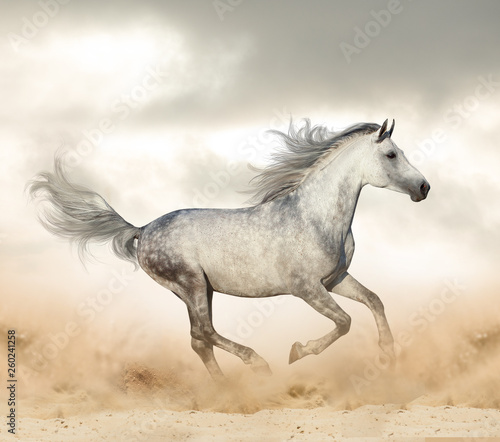 Arabian stallion in desert