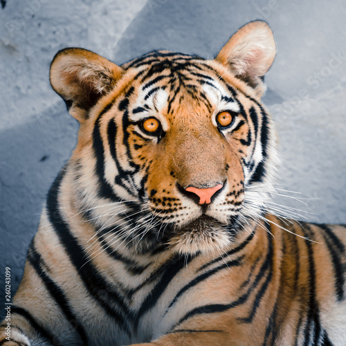 Fototapeta Naklejka Na Ścianę i Meble -  Close up of Tigers head with orange eyes