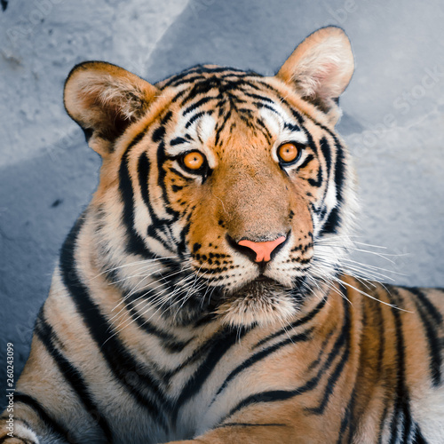 Картината върху платно Close up of Tigers head with orange eyes