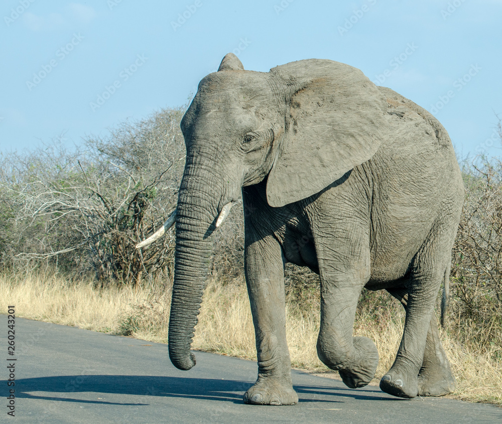 Fototapeta premium large African wild elephant crossing road in Kruger park